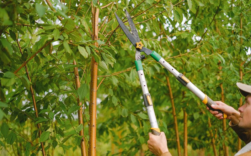 Tree trimming in Ingalls, IN